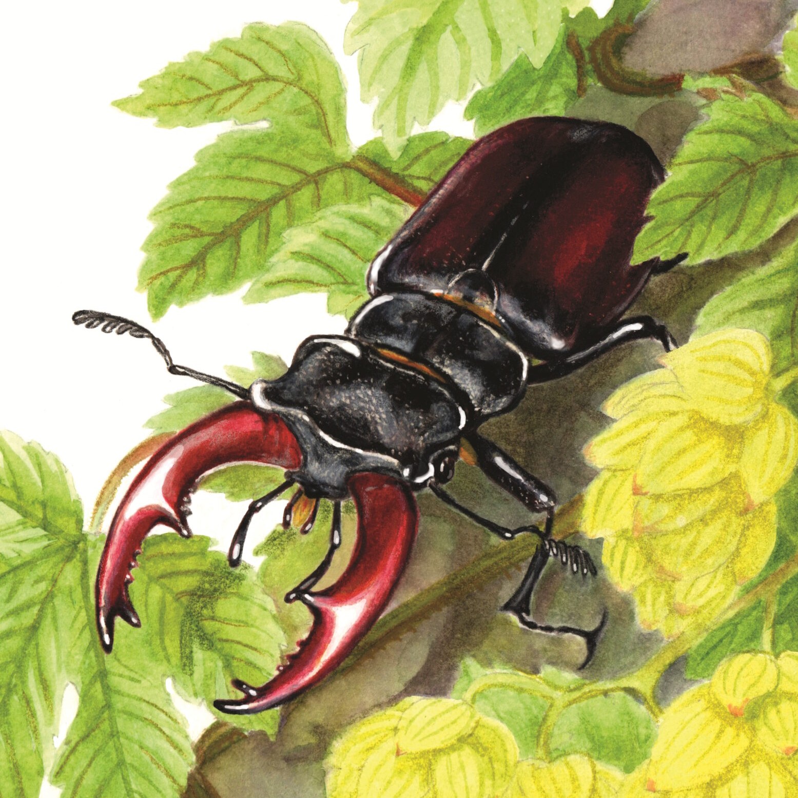Lucanus cervus