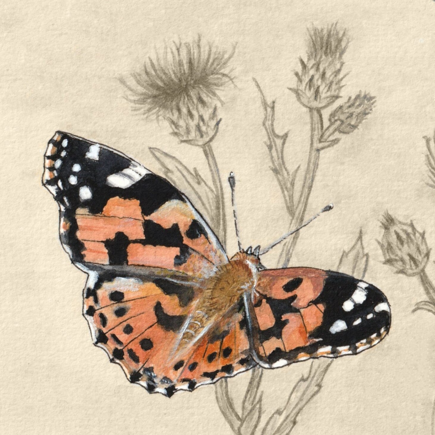 Vanessa cardui