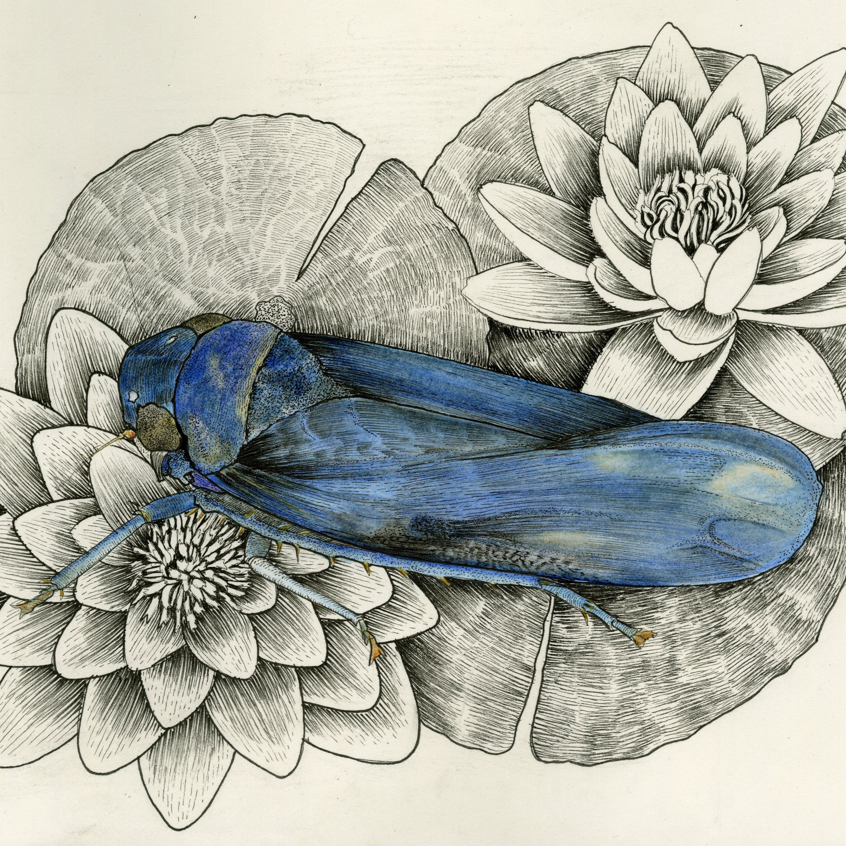 Endromis versicolora