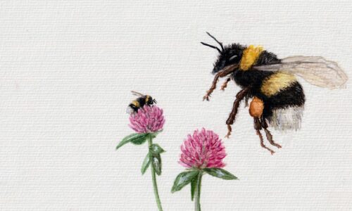 Bombus_Fanny_Deiss_original