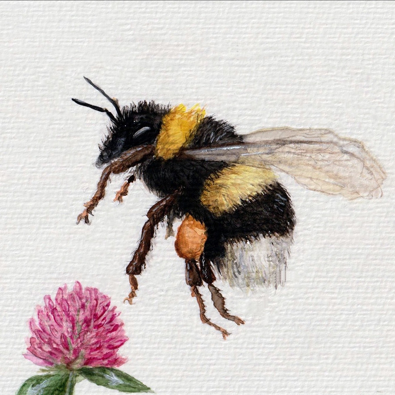 Bombus terrestris