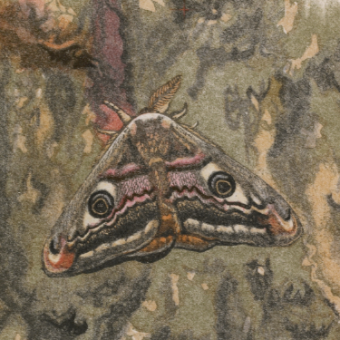 Saturnia pavonia